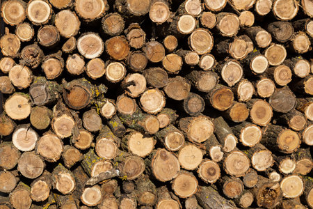 A stack of sawn wood. Round trunks of small trees. Background. Pile of firewood