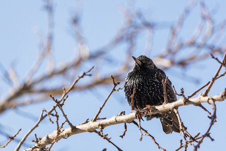 A hungry starling sits on a tree branch. Traditional winter feeding of birds to help them get...