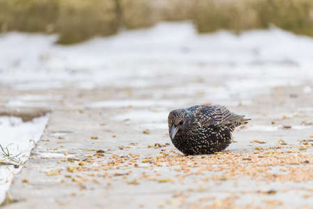 Hungry starlings. Traditional winter feeding of birds to help them get through the rough season....