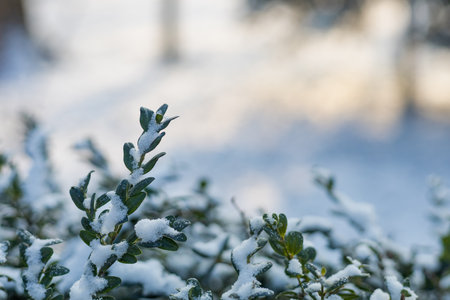 Abstract symbolic winter background with snow with copy space for text or lettering, selective focusの写真素材