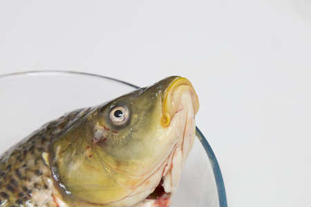 Fresh fish from the fishermans catch. Raw ingredients for home cooking. Selective focusの写真素材