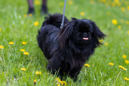 Black indoor decorative dog of breed Pekingese. Background with copy space for text
