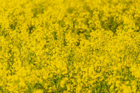 Blooming rapeseed. Economic importance in the production of biodiesel and oil. Agricultural...