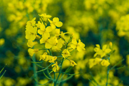 Blooming rapeseed. Economic importance in the production of biodiesel and oil. Agricultural background with copy spaceの写真素材