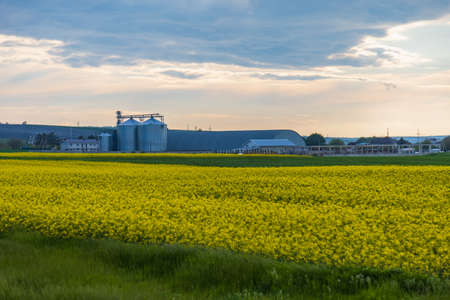 Yellow field of blooming rapeseed. Agricultural background with copyspaceの写真素材
