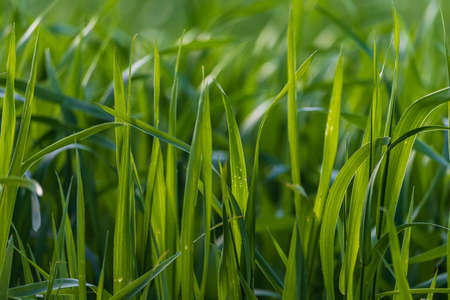 Tall, unmown grass on the lawn. Selective focus background with copy space