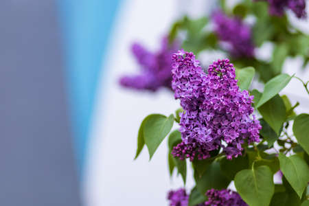 Blooming lilac. Gardening and landscape design for a good life urban environment. Selective focus background and copy space for text or letteringの写真素材