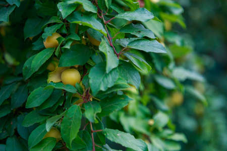 Cherry plum on the branches of a tree. Selective focus. Background with copy space for text or...