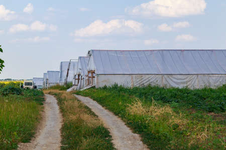 Agricultural greenhouses for growing fruits and vegetables. Greenery and flower production. Background with copy space for text or inscriptions.の写真素材