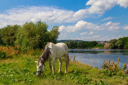 The horse is grazing in the pasture. Background with copy space for textの写真素材
