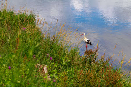 The stork is hunting on the river. Background with copy space for textの写真素材