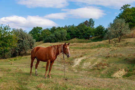 The horse is grazing in the pasture. Background with copy space for textの写真素材