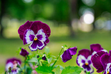 Very beautiful flower bed in the urban environment of the city with flowers. Selective focus background and copy space for text or letteringの写真素材