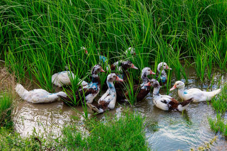 Domestic ducks or ducklings in the pond. Background with copy space for text or inscriptions.の写真素材