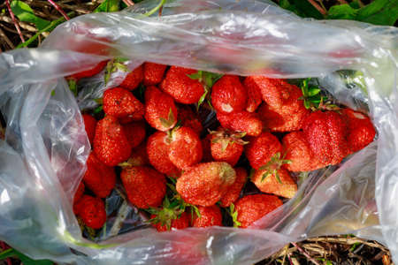 Freshly picked strawberries in a bag. Selective focus. Background with copy space for text or inscriptions.の写真素材