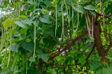Decorative trees in the city park. Background with copy space for text or lettering.の写真素材