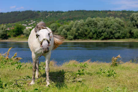 The horse is grazing in the pasture. Background with copy space for textの写真素材