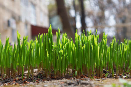 The first spring flowers emerge. Nature background with copy space for text or lettering.の写真素材