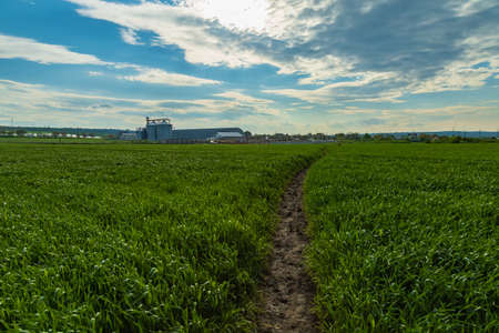 Young wheat shoots field. Agricultural background with copy spaceの写真素材