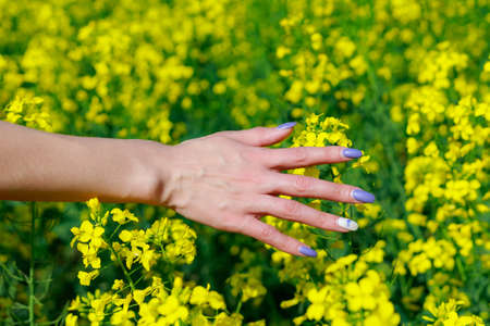 A hand touches flowers in a blooming rapeseed field. Background with copy space for textの写真素材