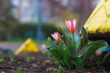 Very beautiful flowers in a city flower bed in an urban environment. Background with selective focus...