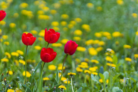 Tulips in the park. Gardening and landscape design for a good life urban environment. Selective focus background and copy space for text or letteringの写真素材