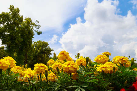 Very beautiful flowers in a city flower bed in an urban environment. Background with selective focus and copy space for text or lettering.の写真素材