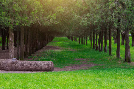 Planting or artificial forest. Landscape background with copy space for text or lettering.の写真素材