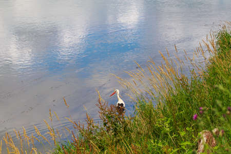 The stork is hunting on the river. Background with copy space for textの写真素材