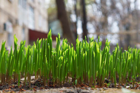 The first spring flowers emerge. Nature background with copy space for text or lettering.の写真素材