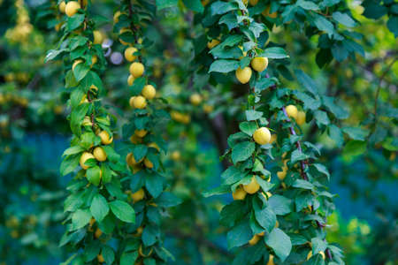 Cherry plum on the branches of a tree. Selective focus. Background with copy space for text or inscriptions.の写真素材