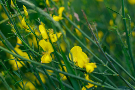 Very beautiful flowers in a city flower bed in an urban environment. Background with selective focus and copy space for text or lettering.の写真素材
