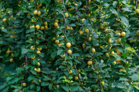 Cherry plum on the branches of a tree. Selective focus. Background with copy space for text or inscriptions.の写真素材