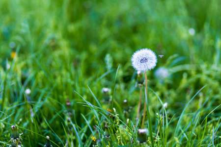 Gardening and landscape design for a good life urban environment. Selective focus background and...