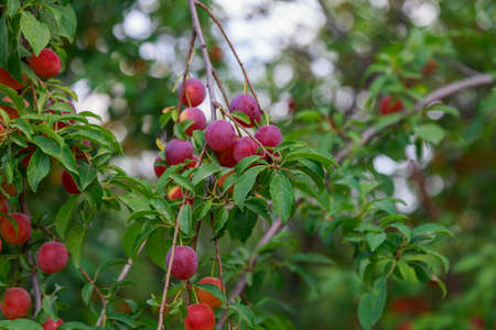 Cherry plum on the branches of a tree. Selective focus. Background with copy space for text or inscriptions.
