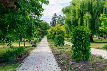 Sidewalk path for pedestrians in the city park. Background with copy space for text or letteringの写真素材