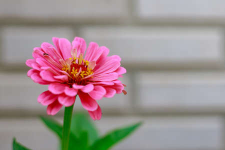 Very beautiful flower bed in the urban environment of the city with flowers. Selective focus background and copy space for text or letteringの写真素材