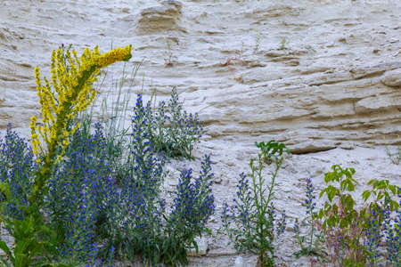 Plants on rocks in the wild. Nature background with copy space for text or letteringの写真素材