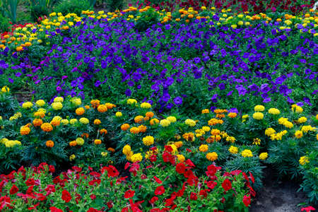 Very beautiful flower bed in the urban environment of the city with flowers. Selective focus background and copy space for text or letteringの写真素材
