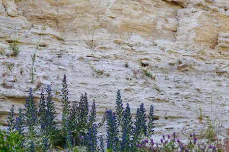 Plants on rocks in the wild. Nature background with copy space for text or letteringの写真素材