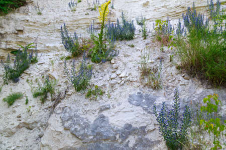 Limestone in the wild. Beautiful landscape background with natural stone. The bottom of the ancient Sarmatian sea.の写真素材