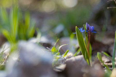 The first spring wild flowers in nature. Selective focus backgroundの写真素材