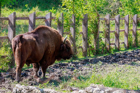 Bison in the aviary. The symbol of Moldova. Natural protected by the state reserve. Background with...