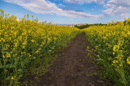 Yellow field of blooming rapeseed. Agricultural background with copyspace