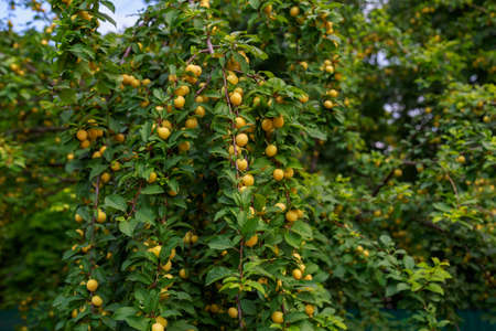 Cherry plum on the branches of a tree. Selective focus. Background with copy space for text or...