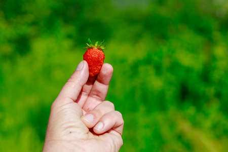 Farmers hand and strawberries from the garden, natural eco friendly berries without pesticides. Background with copy space for textの写真素材