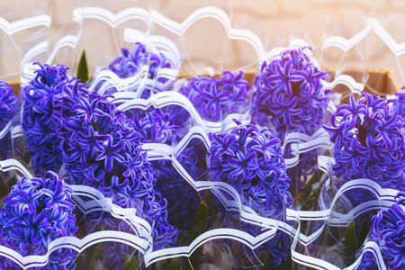 Street flower trade. Selective focus background and copy space for text or lettering