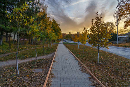 Alley with beautiful young trees at dusk at sunset during the golden autumn. Background with copy space for text or lettering.の写真素材
