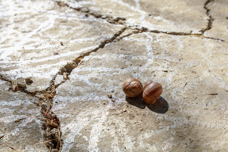 Snail on a concrete slab. Background with copy space for text or inscriptions. Selective focus