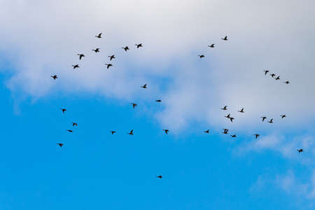 Wild ducks in nature and natural habitat. Background with copy space for text or inscriptions....